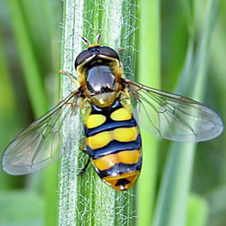 Eupeodes latifasciatus